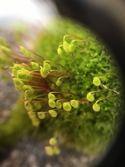Ptychostomum imbricatulum