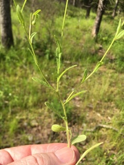 Astranthium ciliatum