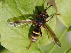 Conops vesicularis