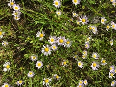 Astranthium ciliatum