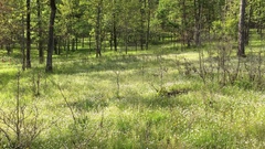 Astranthium ciliatum