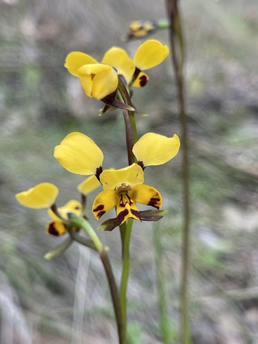 Leopard Orchid