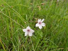 Linum tenuifolium, photograph (c) Nicholas Wei, some rights reserved (CC BY-SA)