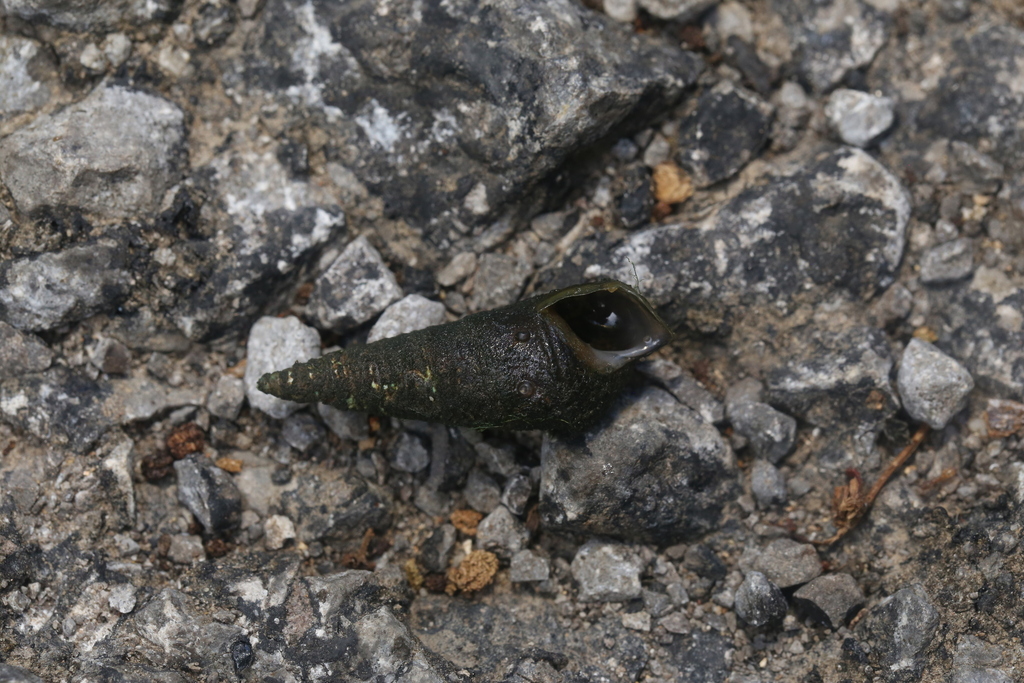 Pleurocera attenuata