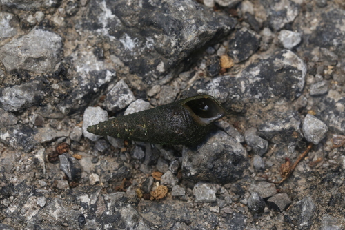 Pleurocera attenuata
