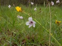 Linum tenuifolium