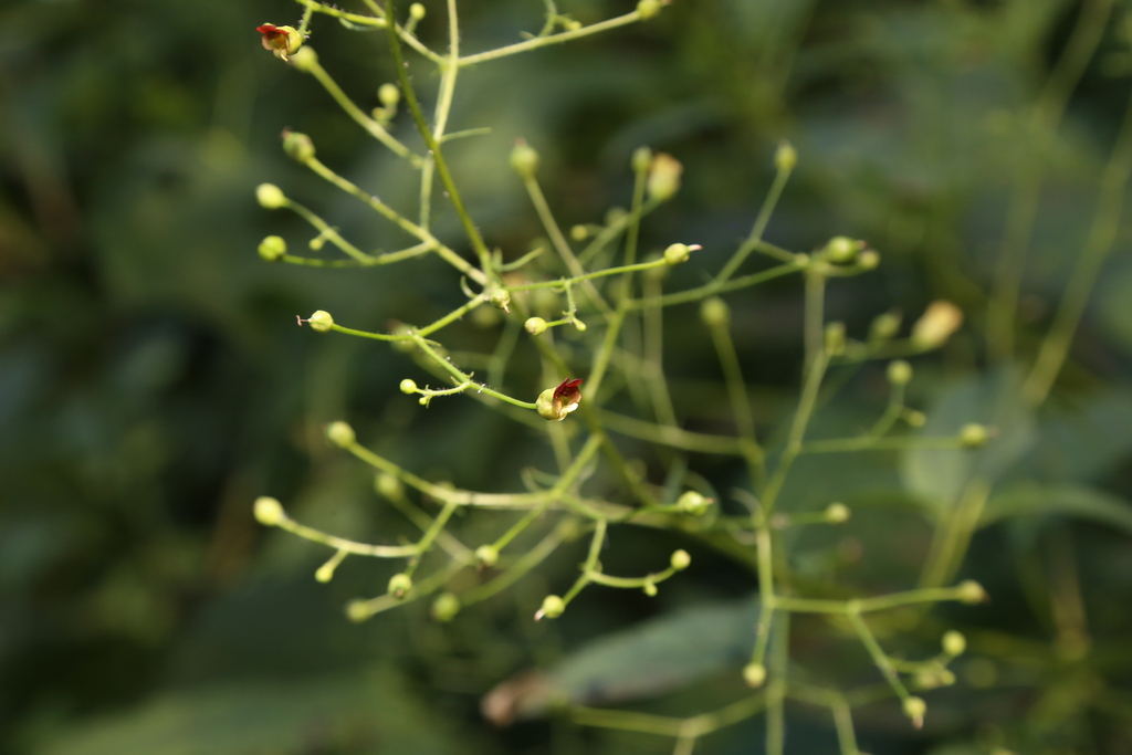 Scrophularia marilandica; photograph (c) Reid Hardin, some rights reserved (CC BY)