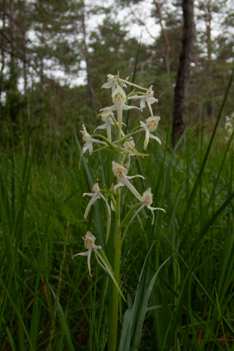 Platanthera chlorantha, photograph 6