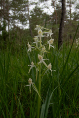 Platanthera chlorantha, photograph (c) Nicholas Wei, some rights reserved (CC BY-SA)