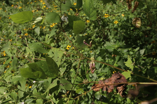 Apios priceana, photograph 1