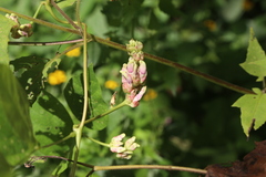 Apios priceana