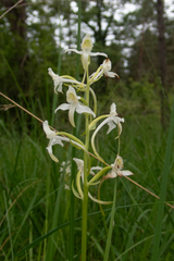 (c) Nicholas Wei, some rights reserved (CC BY-SA) Platanthera chlorantha, photograph (c) Nicholas Wei, some rights reserved (CC BY-SA)