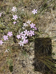 Phlox longifolia