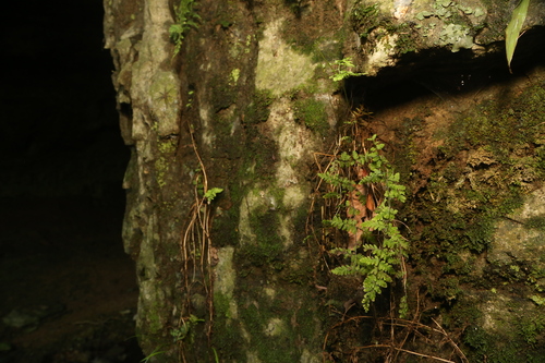 Cystopteris tennesseensis, photograph 1