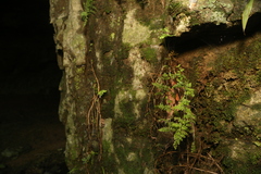 Cystopteris tennesseensis, photograph (c) Reid Hardin, some rights reserved (CC BY)