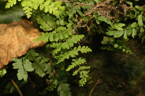 Cystopteris tennesseensis