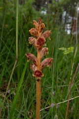 Orobanche gracilis, photograph (c) Nicholas Wei, some rights reserved (CC BY-SA)