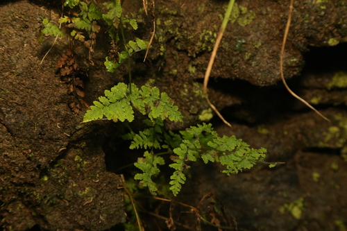 Cystopteris tennesseensis, photograph 2