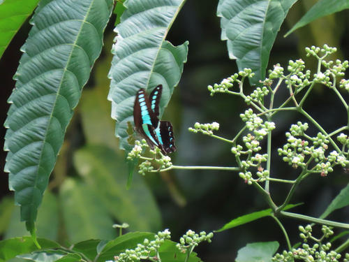 Graphium sarpedon