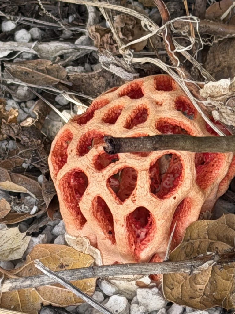 red-cage fungus · August 2026 · photo: Photo: (c) Irina Mitine, some rights reserved (CC BY) · iNaturalist