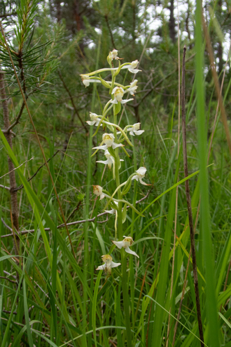 Platanthera chlorantha, photograph 4