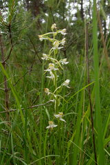 (c) Nicholas Wei, some rights reserved (CC BY-SA) Platanthera chlorantha, photograph (c) Nicholas Wei, some rights reserved (CC BY-SA)