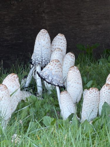 Shaggy Mane