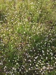 Astranthium ciliatum