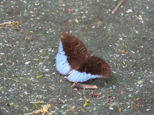 Tanaecia iapis
