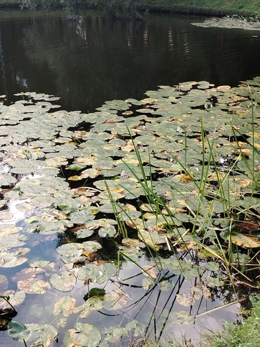 Наблюдение на iNaturalist