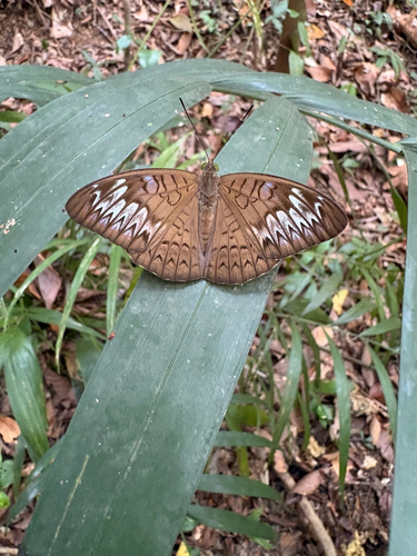 Tanaecia pelea