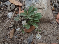 Gomphrena caespitosa
