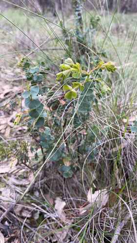 spiny bush-pea