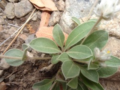 Gomphrena caespitosa