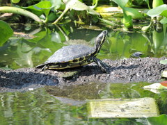 Trachemys venusta venusta