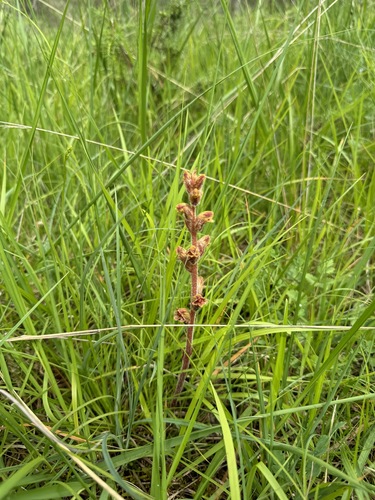 Orobanche gracilis, photograph 3