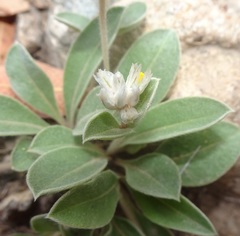 Gomphrena caespitosa