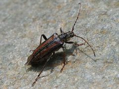 Oxymirus cursor