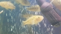 Dormitator maculatus