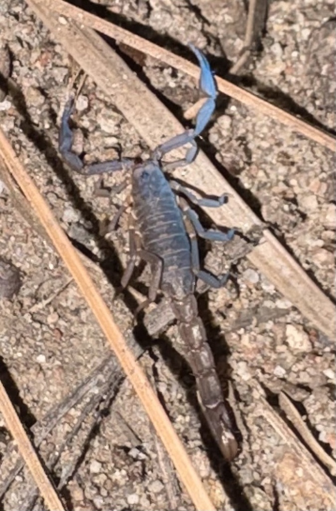 Vaejovis electrum