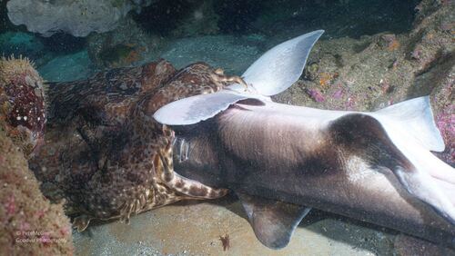 Gulf Wobbegong, 1 Bower Ln, Manly NSW 2095, Australia, photo 7 of 10