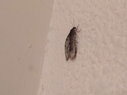 Polystoechotes punctata