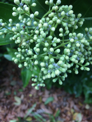 Viburnum japonicum