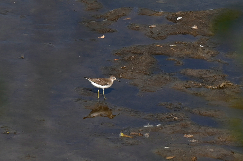 Solitary Sandpiper