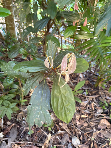 Neolitsea dealbata observed 2026-08-23