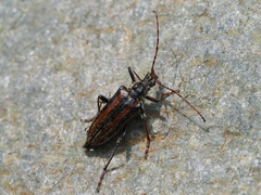 Oxymirus cursor