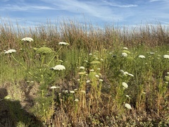 Visnaga daucoides