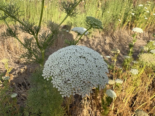 Visnaga daucoides, photograph 1