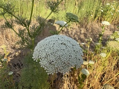 Visnaga daucoides, photograph author not stated, no rights reserved