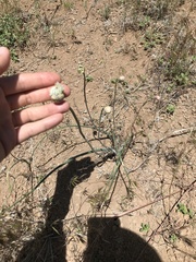 Allium howellii clokeyi